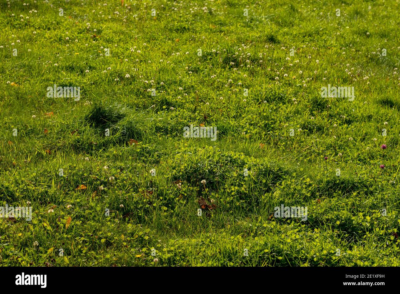Perfetto prato verde con erba e danelioni, sfondo naturale. Foto Stock