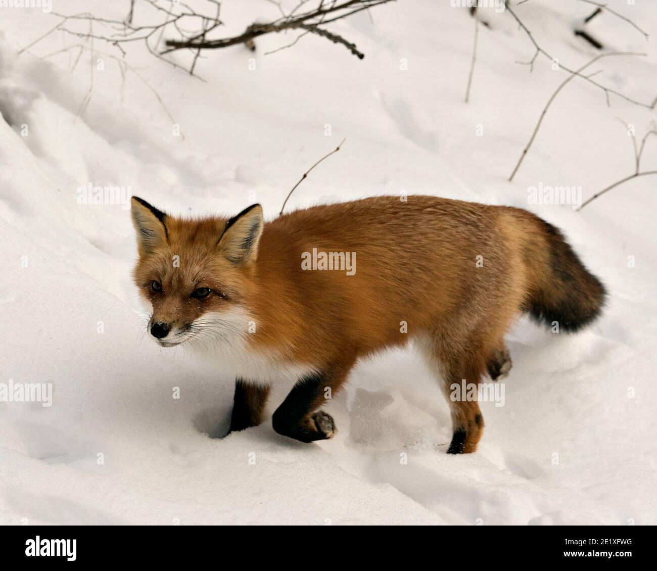 Volpe rossa che invecchia nella stagione invernale nel suo ambiente e habitat con fondo di neve che mostra coda di volpe, pelliccia. Immagine FOX. Immagine. Verticale Foto Stock