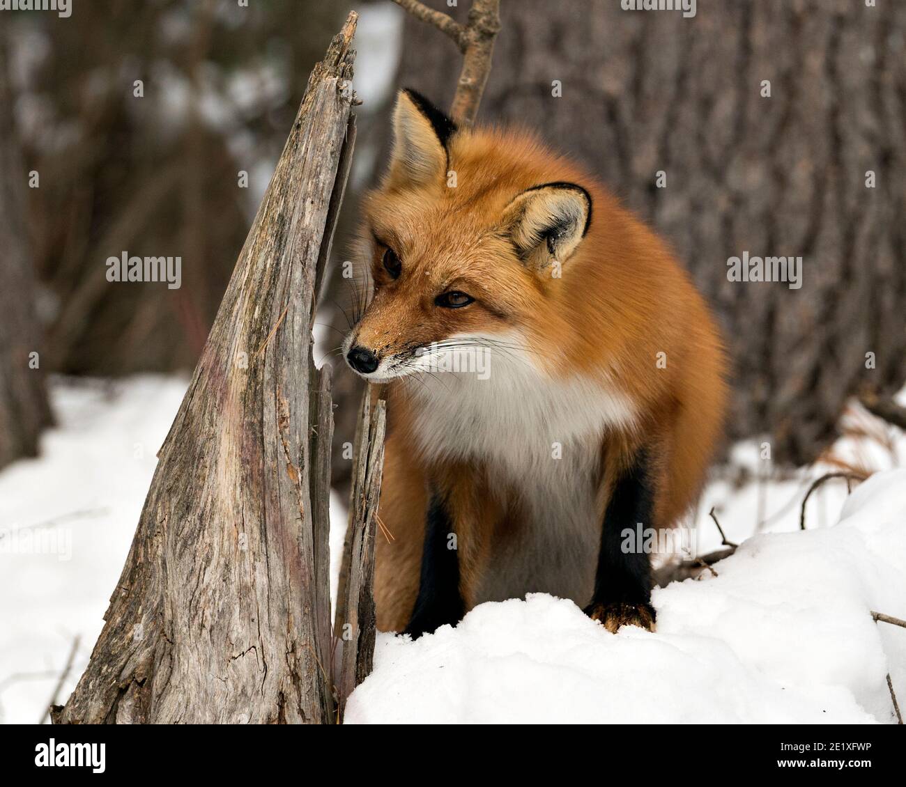 Vista del profilo in primo piano della volpe rossa nella stagione invernale nel suo ambiente e habitat con sfocatura sfondo foresta che mostra pelliccia. Immagine FOX. Immagine. Foto Stock