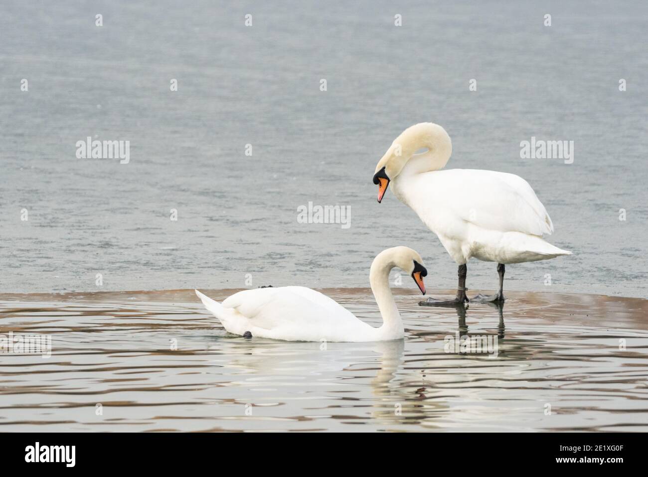 Coppia di cigni muti su un lago parzialmente congelato. Una si trova sul ghiaccio mentre l'altra si trova nella sezione scongelata. Inghilterra, Regno Unito Foto Stock