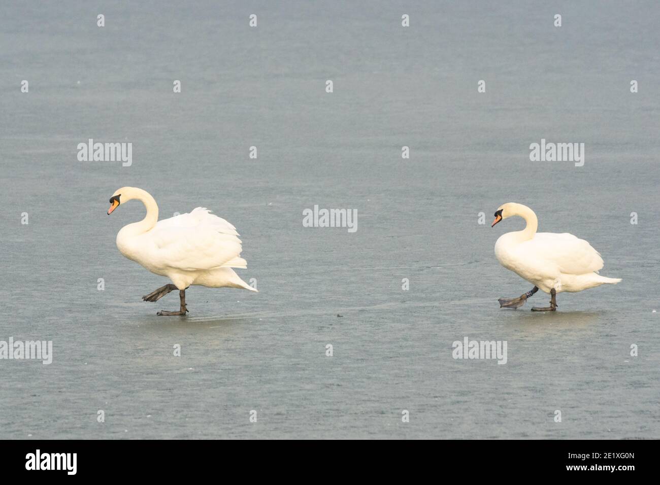 Due cigni muti adulti che camminano con cura su un lago ghiacciato, Inghilterra, Regno Unito Foto Stock