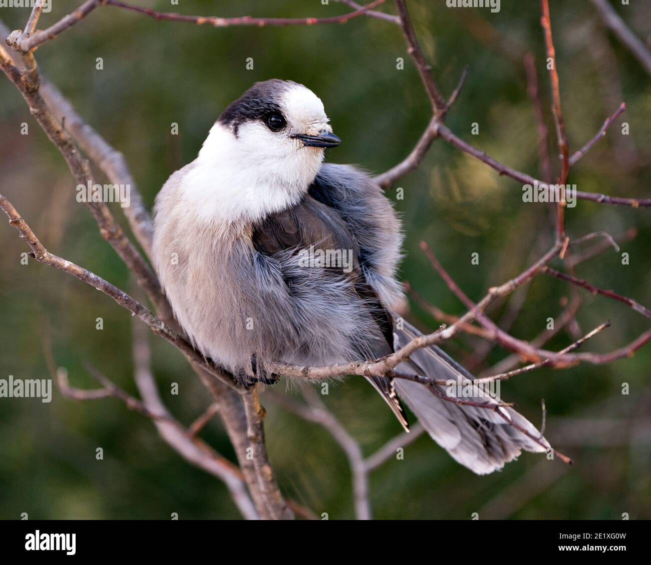 Vista ravvicinata del profilo Gray Jay appollaiato su un ramo di albero nel suo ambiente e habitat, con una palla di piumaggio grigio piuma e coda di uccello. Immagine Foto Stock