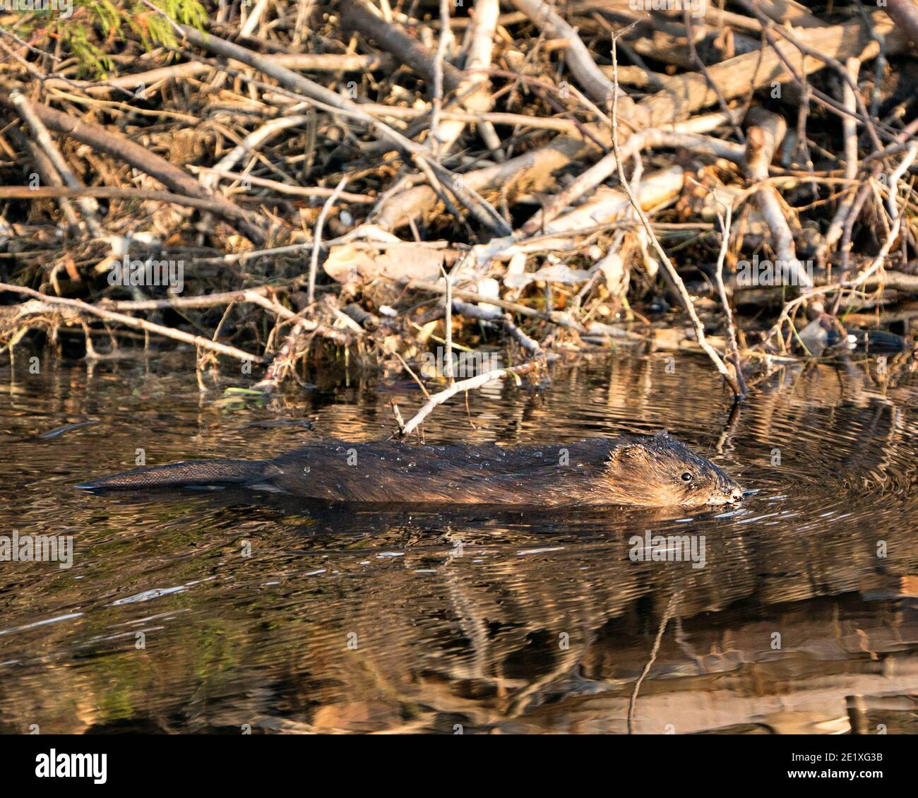 Muskrat in acqua dal suo burrow den che mostra la sua pelliccia marrone e la coda nel suo ambiente e habitat. Immagine. Immagine. Verticale. Foto Stock