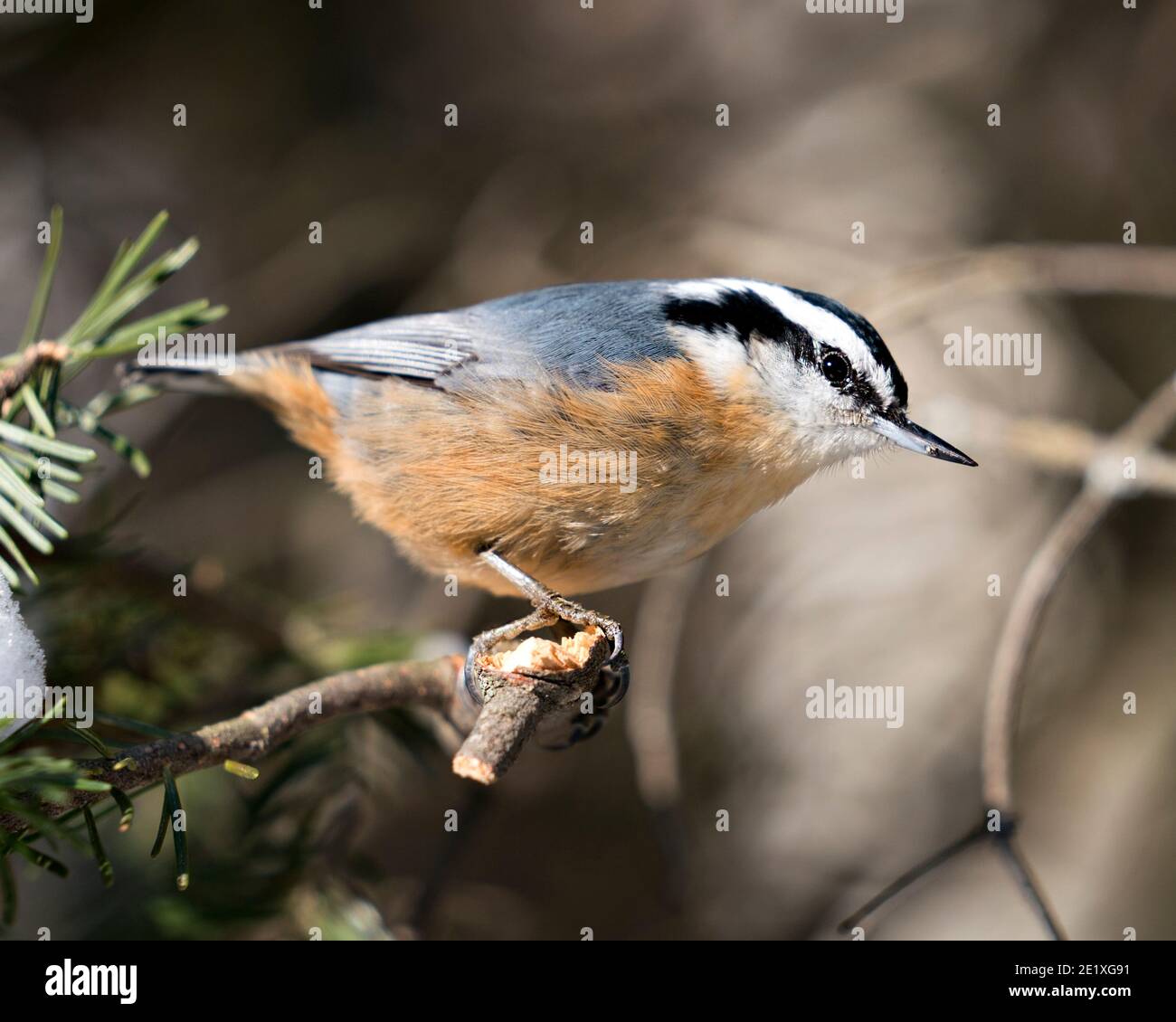 Nuthatch primo piano vista profilo appollaiato su un ramo di albero nel suo ambiente e habitat con uno sfondo sfocato, con piumaggio piuma e tai uccello Foto Stock