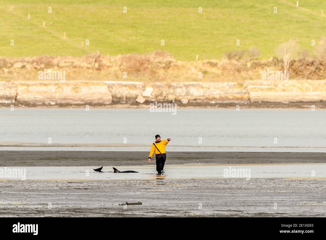 Courtmacsherry, West Cork, Irlanda. 10 gennaio 2021. Un giovane delfino è stato bloccato a Courtmacsherry oggi dopo essere stato separato da un baccello di circa 50 animali. Stuart Russell, un volontario con la nave a vita Courtmacsherry RNLI, ha eretto il delfino in mare dove si spera che possa sopravvivere. Credit: AG News/Alamy Live News Foto Stock