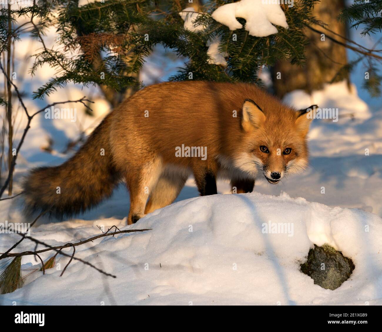 Volpe rossa guardando la macchina fotografica nella stagione invernale nel suo habitat con neve e rami sfondo mostra folgorosa coda di volpe, pelliccia. Immagine FOX. Immagine. Foto Stock