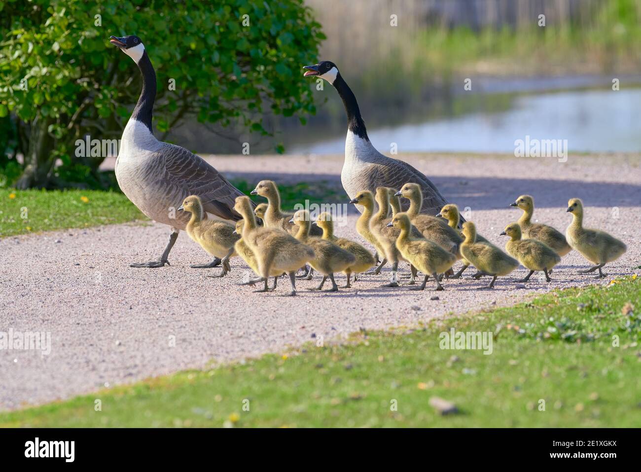 Gregge o famiglia di oche canadesi con gruppo di imbragature che attraversano la strada di ghiaia a Helsinki, Finlandia, la sera di sole nel maggio 2020. Foto Stock