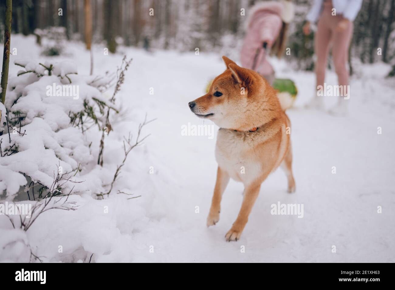 Ritratto di un cane rosso shiba inu con guinzaglio nero in inverno su neve bianca sullo sfondo di felice attività invernali per famiglie Foto Stock