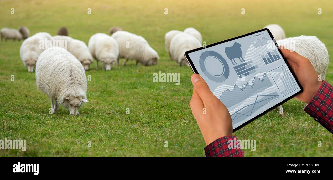 Agricoltore con tavoletta sullo sfondo di un gregge di pecore. Gestione del gregge Foto Stock
