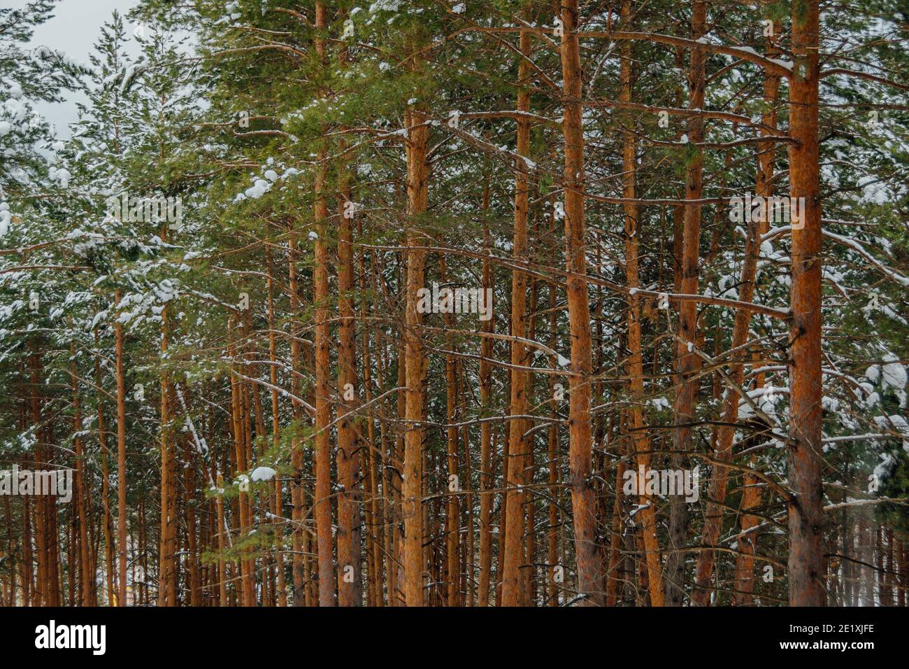 Tronchi gialli di pini alti nella foresta invernale. Rami di alberi sono coperti di neve fresca. Foto Stock