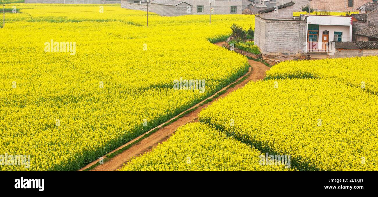 Vista aerea di un sentiero sterrato attraverso i campi di senape sono in fiore, una campagna tranquilla in primavera. Yunnan, Cina meridionale. Foto Stock