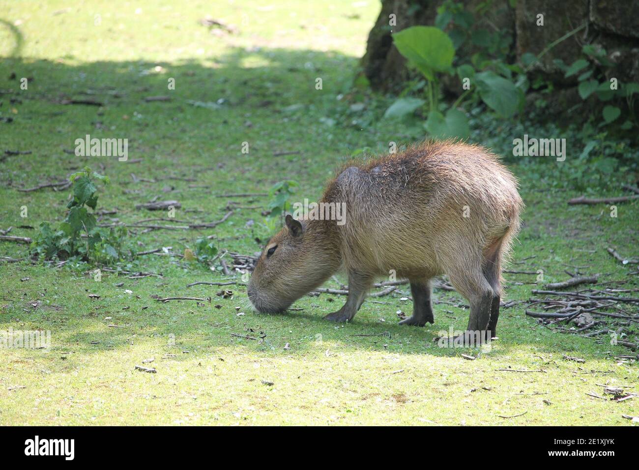 Il capybara è un gigantesco roditore cavy originario del Sud America. È il roditore vivente più grande del mondo. Chiamato anche capivara (in Brasile) Foto Stock