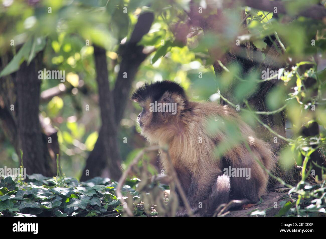Le scimmie scoiattolo sono piccole creature vivaci che amano rampare negli alberi e talvolta anche rubare cose cheekily dalla gente. Foto Stock
