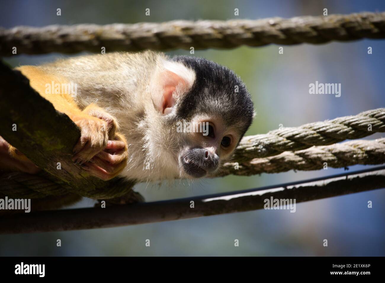 Le scimmie scoiattolo sono piccole creature vivaci che amano rampare negli alberi e talvolta anche rubare cose cheekily dalla gente. Foto Stock