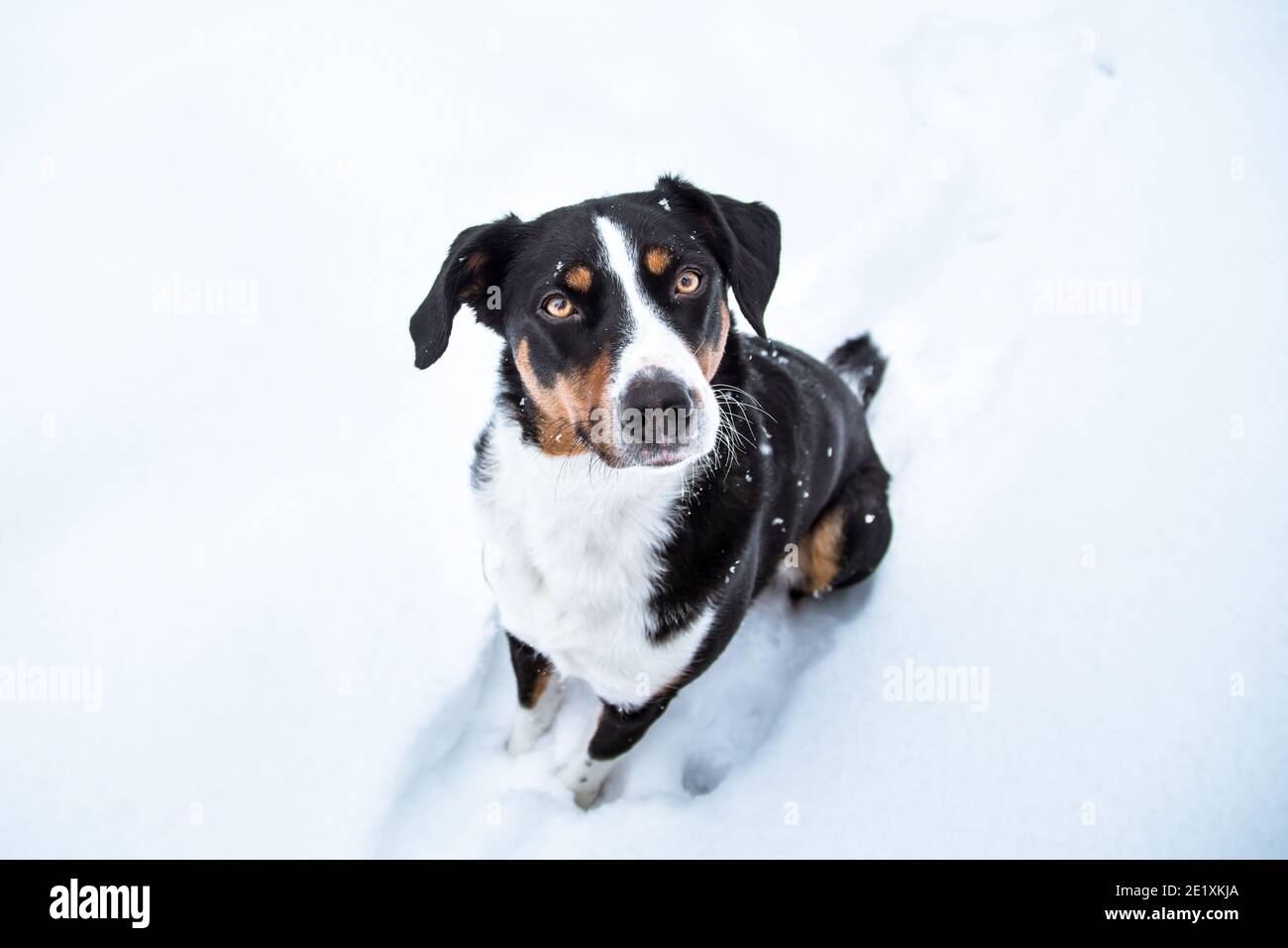 Appenzell Mountain Dog seduto sulla neve, foto scattata con obiettivo grandangolare Foto Stock