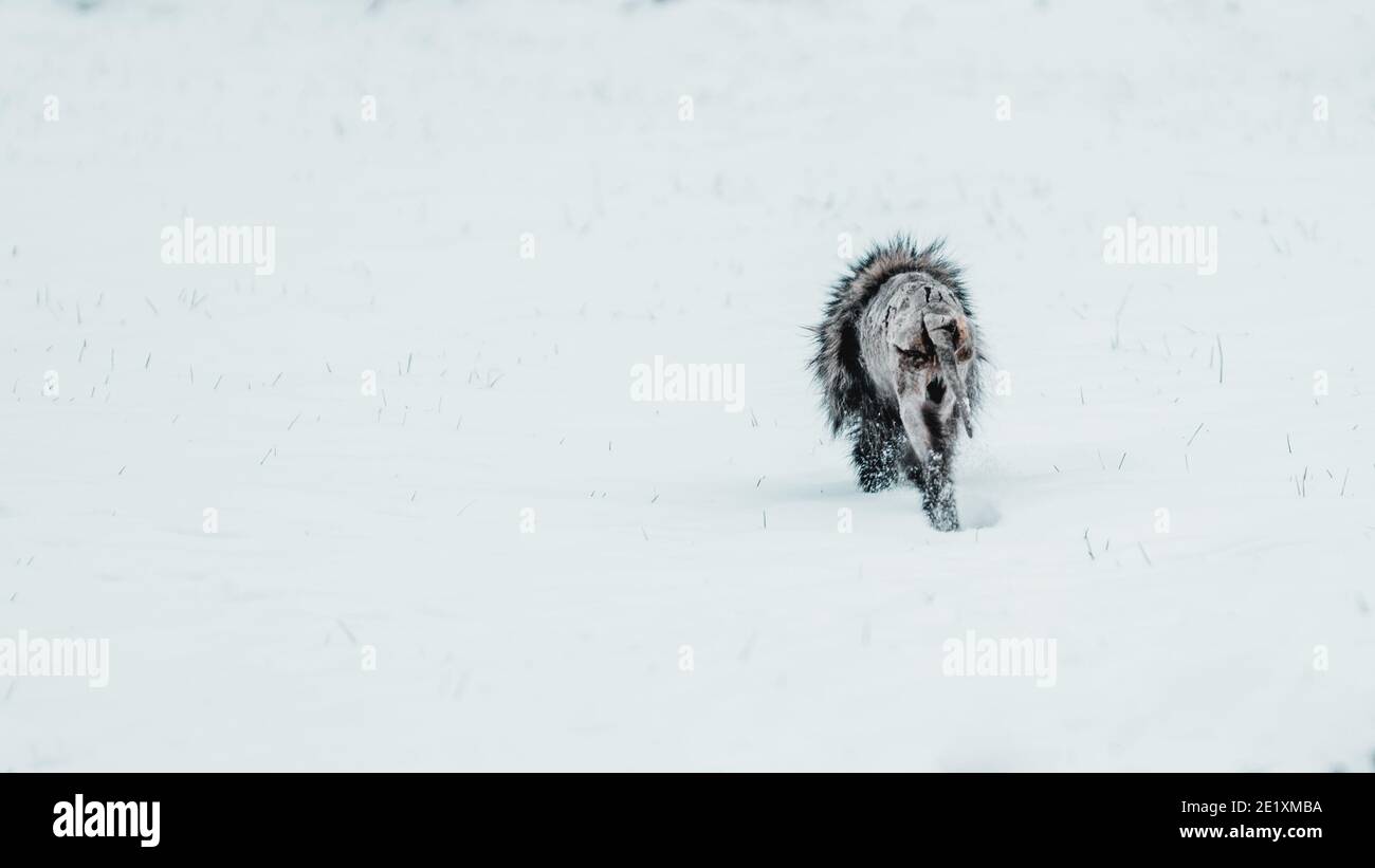 Un cane da raccoon (Nyctereutes procionoides) infettato da scabbia (prurito di sette anni), un'infestazione contagiosa della pelle causata dagli acari (Sarcoptes scabiei) Foto Stock