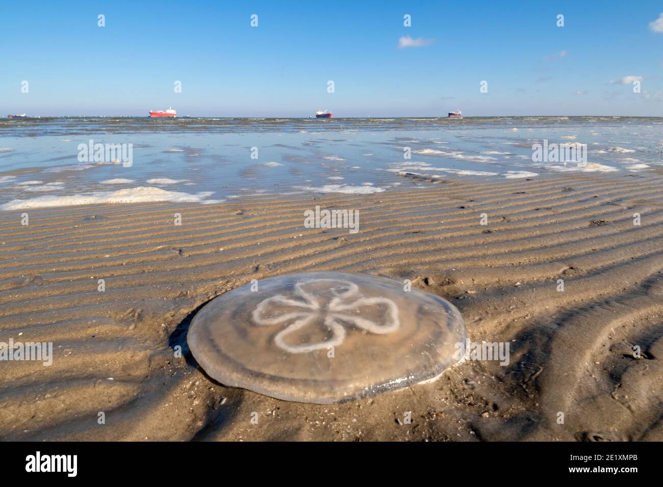 Meduse morte sulla spiaggia dell'oceano, Galveston, Texas, Stati Uniti Foto Stock