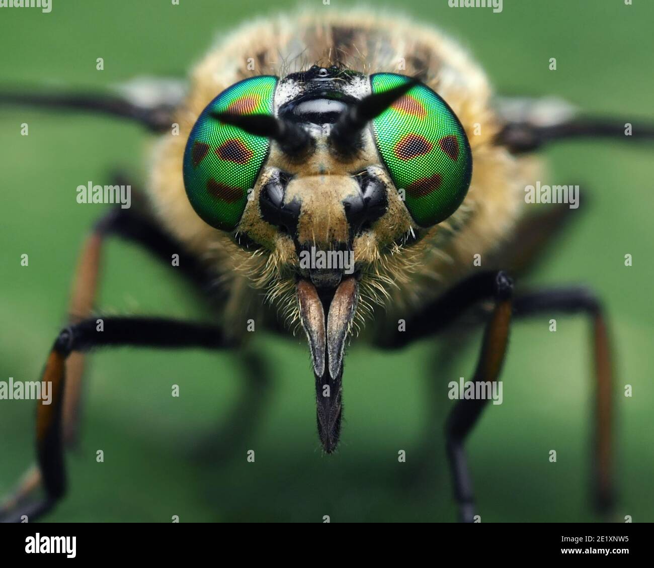 Vista frontale di Chrysops relictus crine femmina poggiato su foglia di pianta. Tipperary, Irlanda Foto Stock