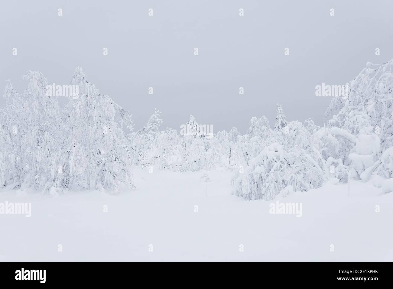 bianca foresta di montagna surgelata, alberi coperti da uno spesso strato di gelo in piedi nella neve profonda Foto Stock