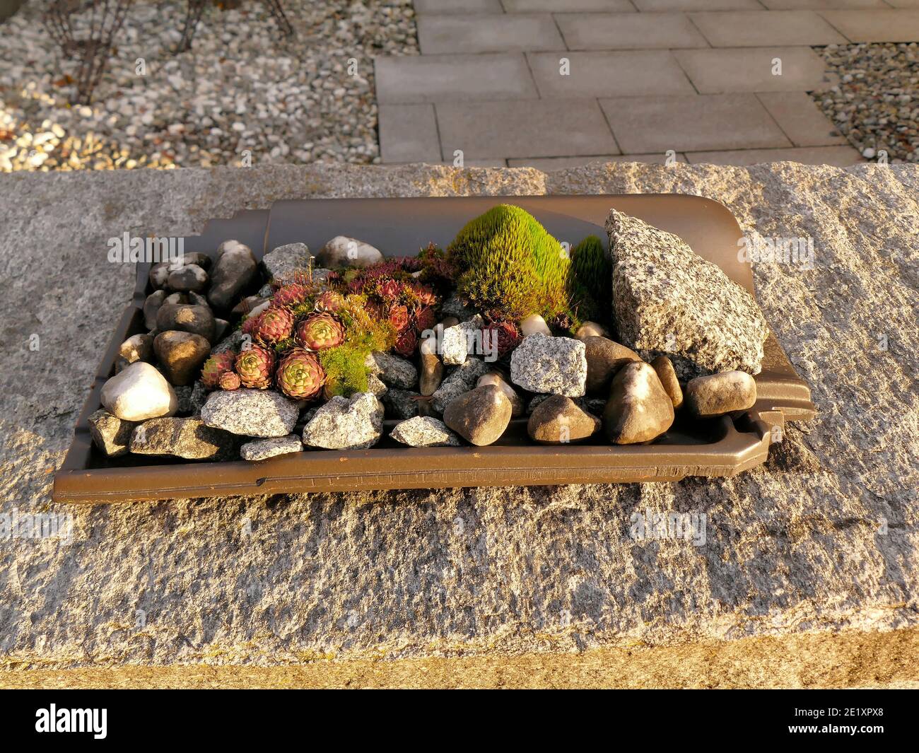 mini giardino con pietre e porri casa Foto Stock