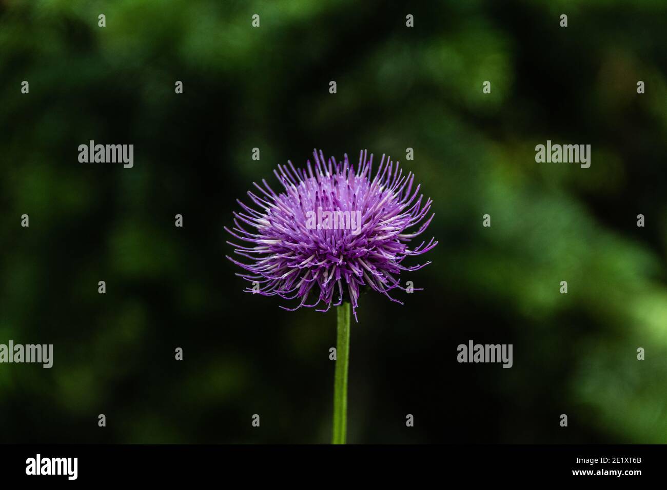 Cipolla viola selvatica fiorisce in verde valle Foto Stock