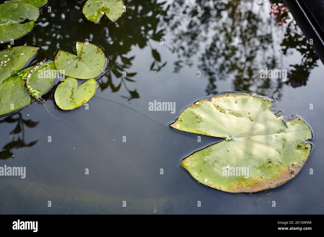 Laghetto decorativo con foglie verdi in giardino. Fiore di un singolo giglio d'acqua sulla superficie dell'acqua di uno stagno Foto Stock