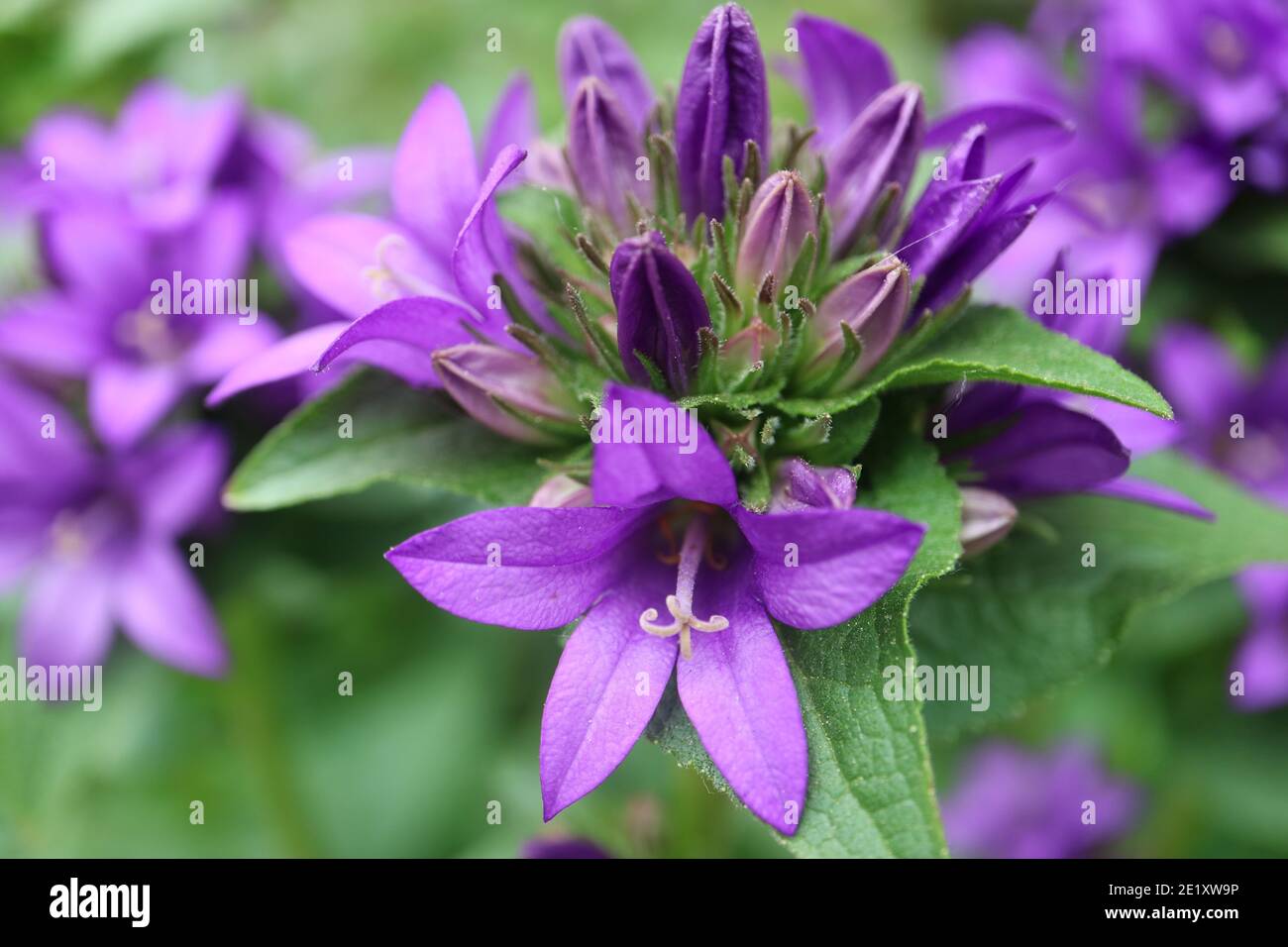 Fiori di Campana viola nel giardino, Campanula viola glomerata, Campana viola fiori macro, bellezza nella natura, macro fotografia, foto d'azione Foto Stock