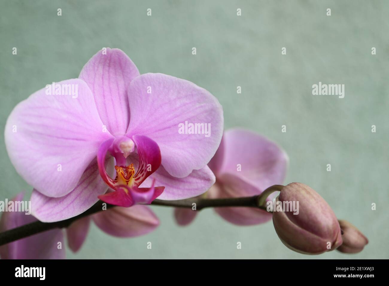 Orchidea rosa con petali delicati e sfondo verde parete, orchidea rosa fioritura con gemme macro, bellezza in natura, fiori esotici, macro fotografia Foto Stock