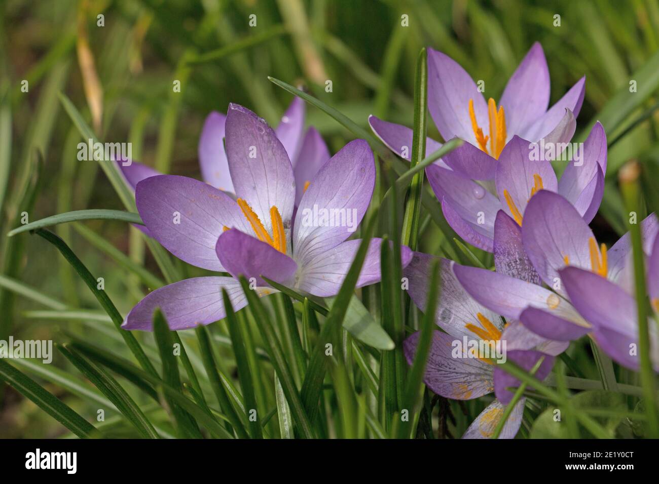 Fiori di crocus viola pallido, Crocus tommasinianus, Lilac Beauty, mostrando stigma e resistenza, fiorendo in primavera in Gran Bretagna, primo piano Foto Stock