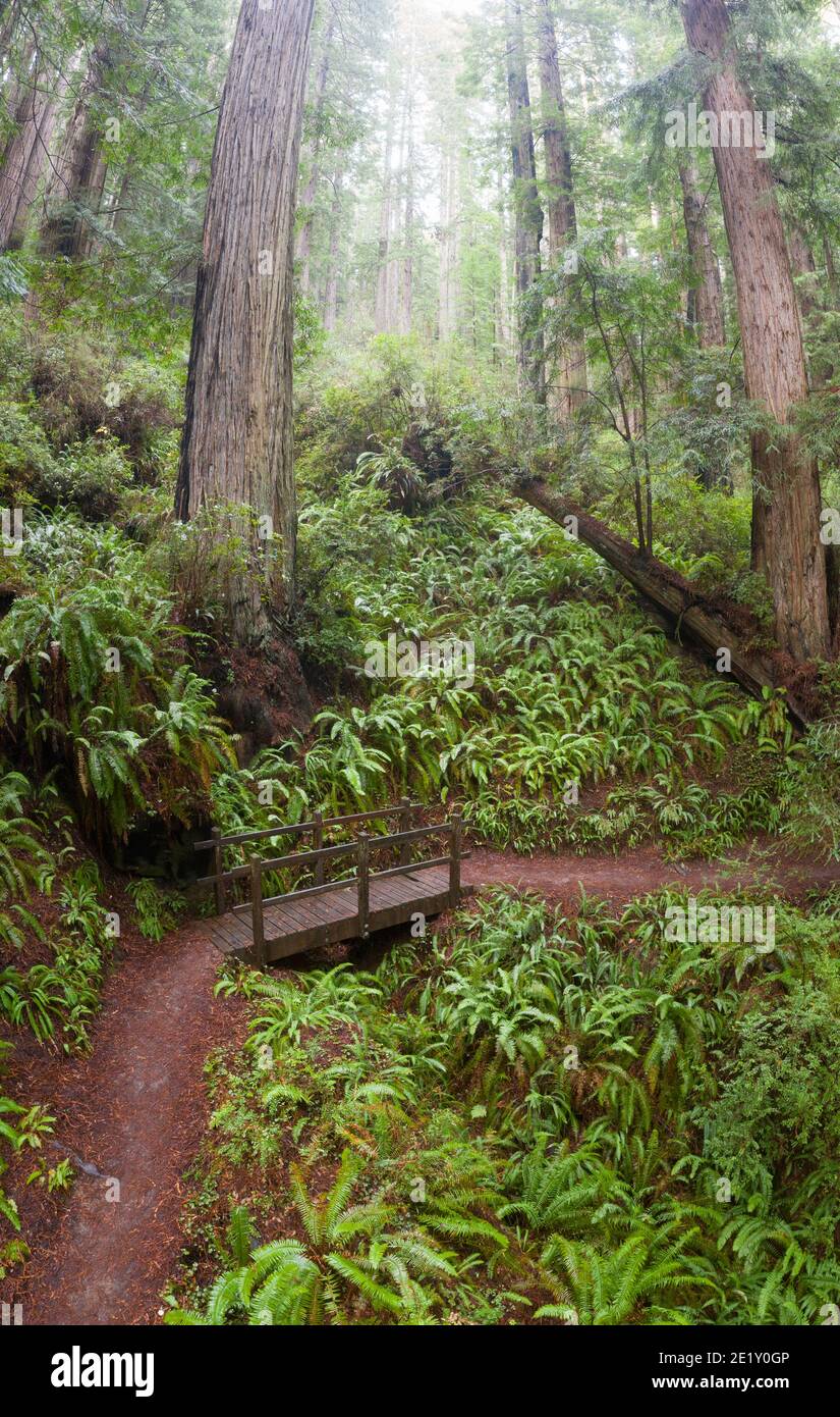 Gli alberi di sequoia, sempervirens di Sequoia, prosperano in una foresta costiera umida in Klamath, California del nord. Le sequoie sono gli alberi più grandi della Terra. Foto Stock