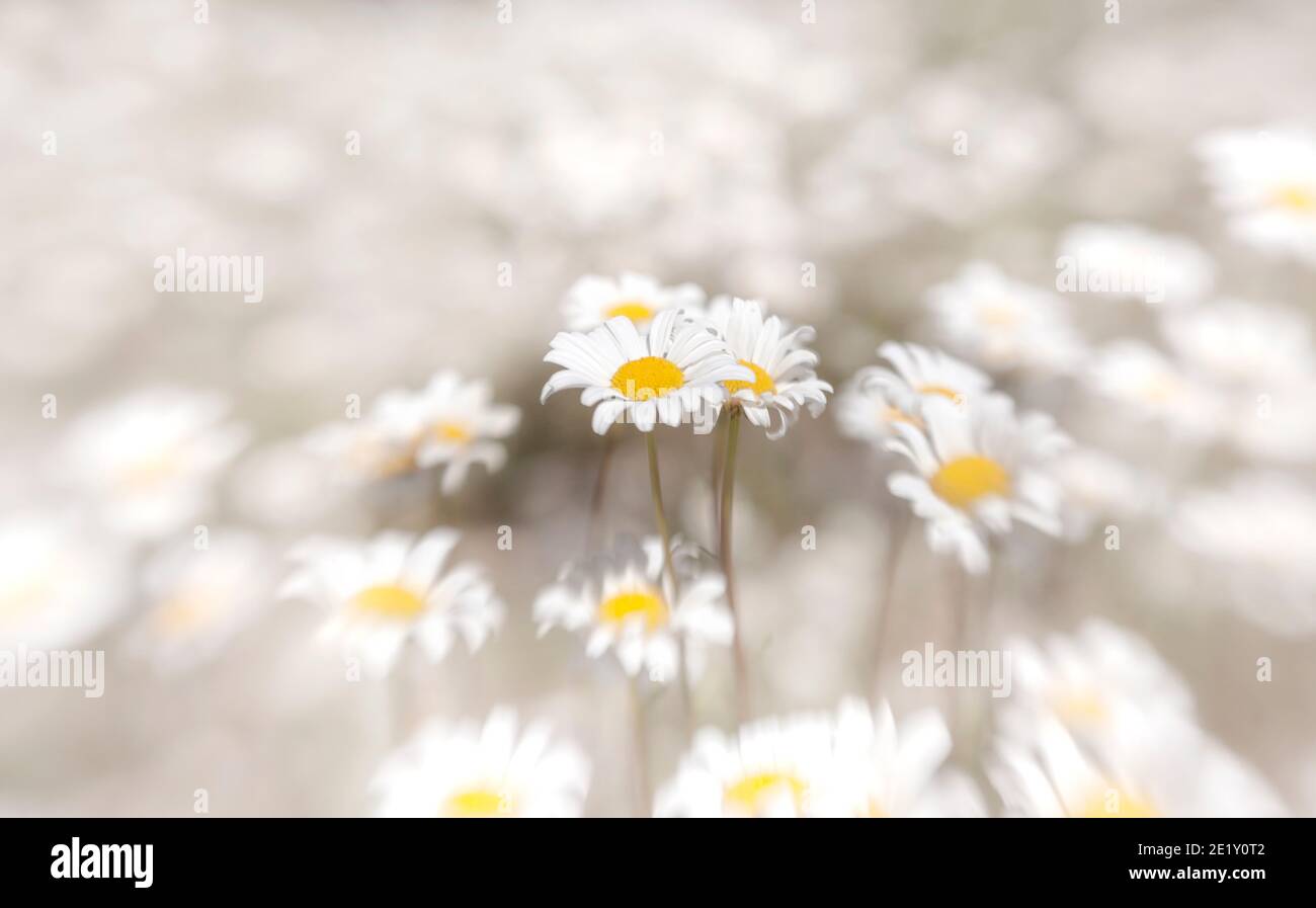 LB00237-00....WASHINGTON - Italian Daisy flowers, Lensbaby Sweet Spot 50. Foto Stock