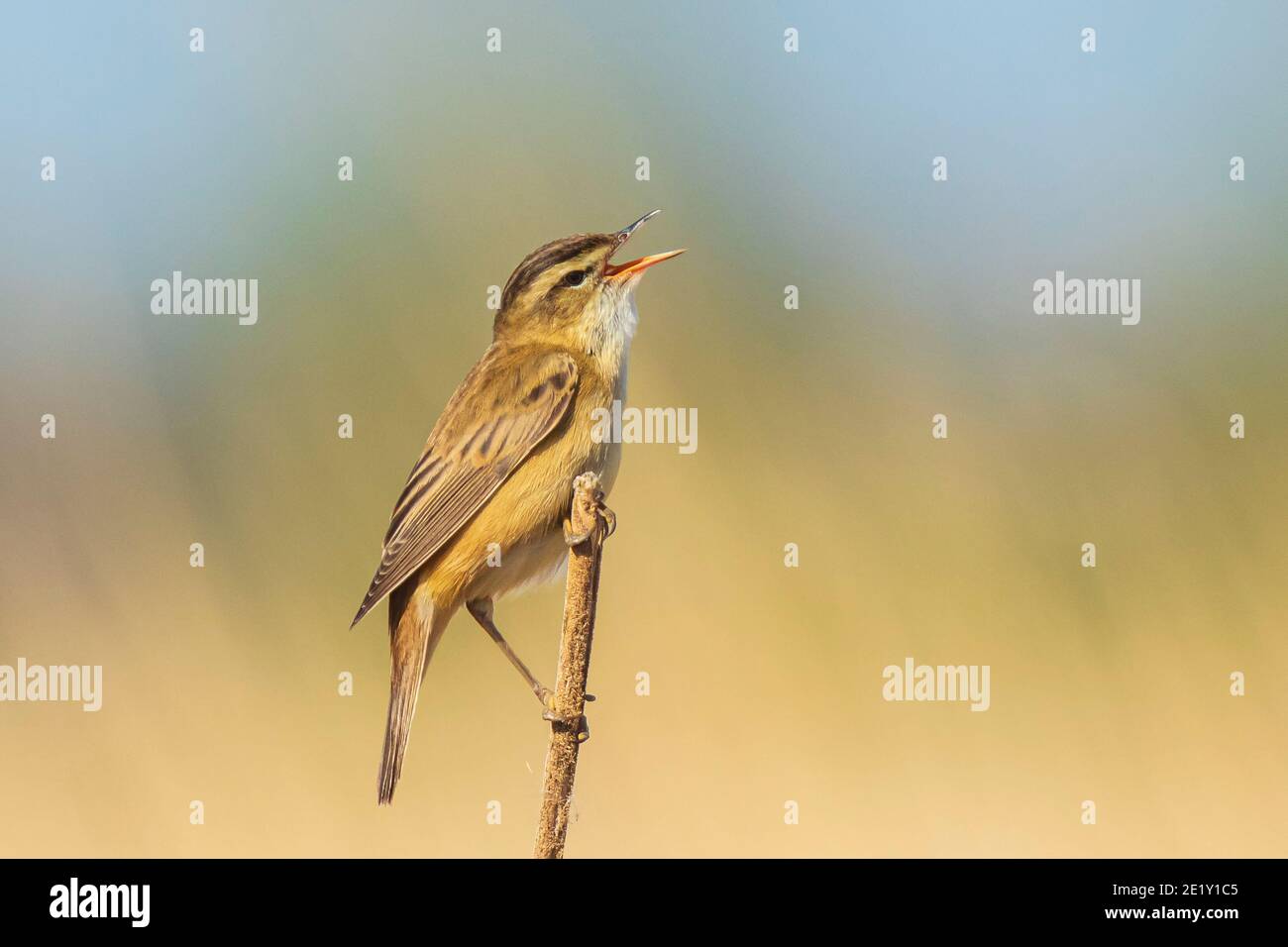 Sedge Warbler Acrocephalus schoenobaenus uccello cantare in canne durante l'alba. Stagione primaverile Foto Stock