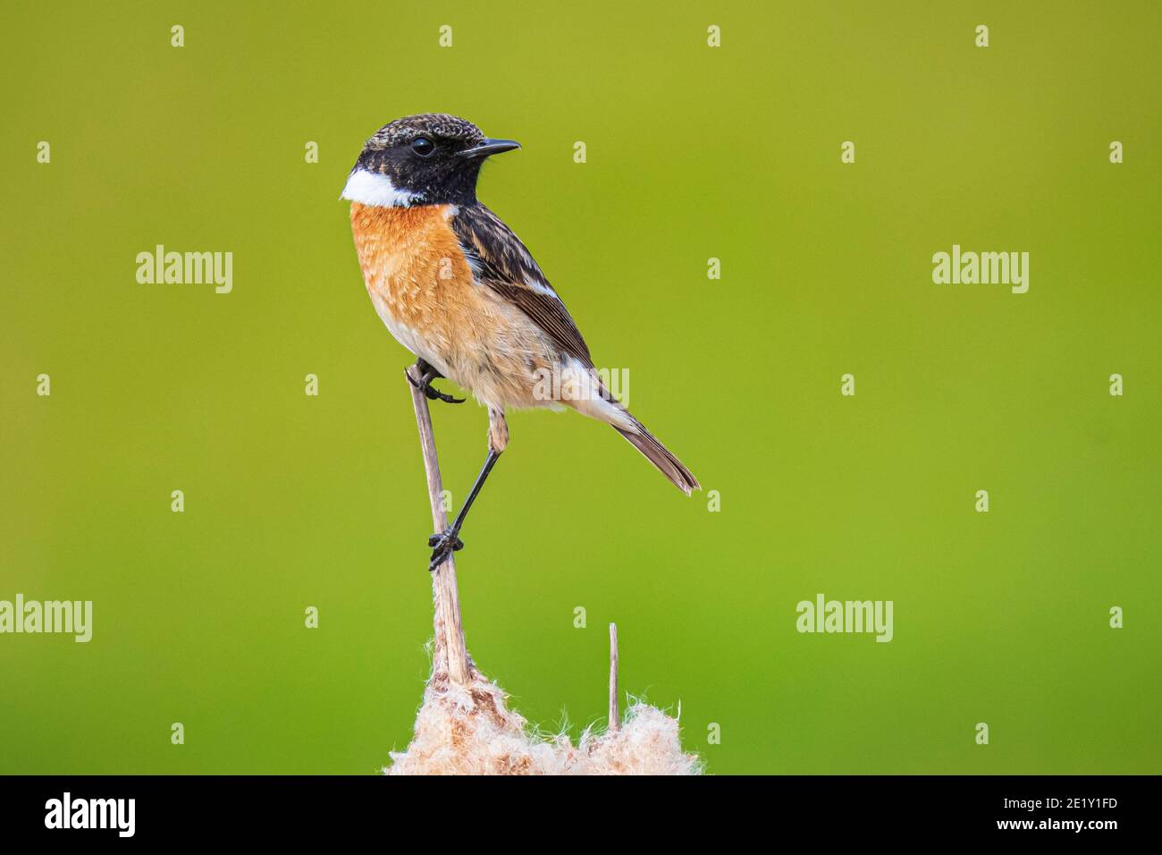 Stonechat uccello maschile, Saxicola rubicola, primo piano al sole del mattino arroccato sul fiore di canna Typha latifolia Foto Stock