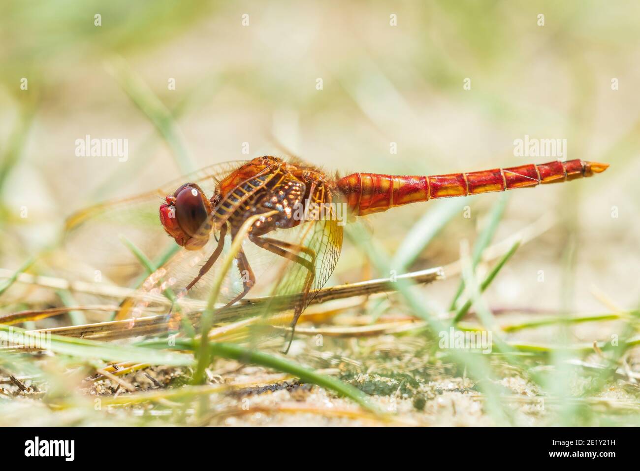 Scarlatto libellula maschio, Crocotemis eritraea, rosso luminoso poggiato a terra. Messa a fuoco selettiva Foto Stock