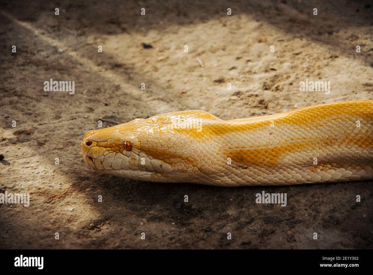 Testa di un serpente albino phyton che si muove attraverso il terreno Foto Stock