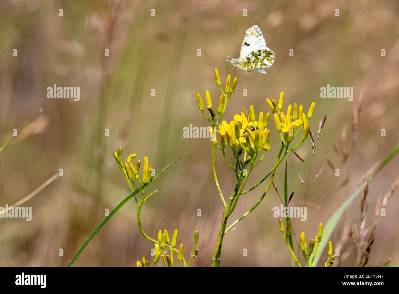 Butterfly, Zumwalt Prairie, Oregon. Foto Stock