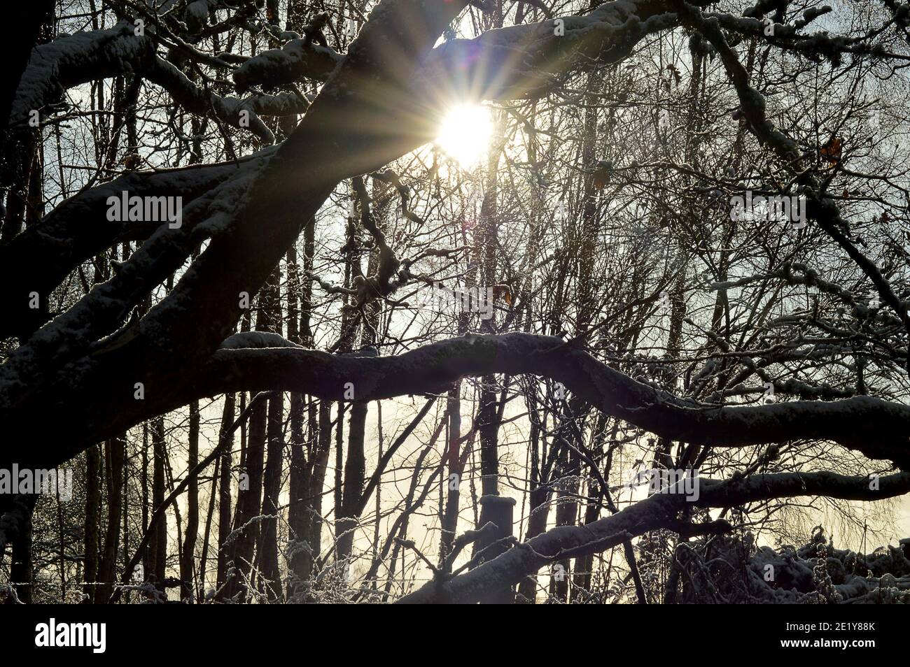 Dicembre 2020. Un sole di verricello fa una sunstar attraverso i rami di alberi di betulla d'argento (Betula pendula) vicino a Gilmerton, Crieff, Perthshire, Scozia , Foto Stock