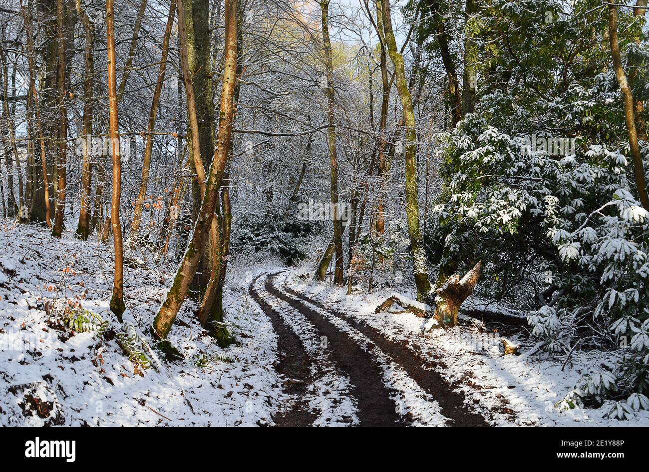 Dicembre 2020, un sentiero innevato conduce attraverso boschi a Gilmerton, Crieff, Perthshire con faggi innevati (Fagus sylvatica) e rododendro Foto Stock