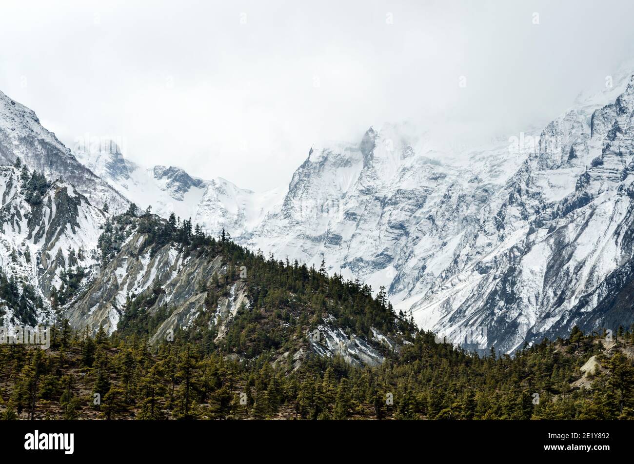 Alberi di pino contro una montagna innevata, circuito di Annapurna, Nepal Foto Stock