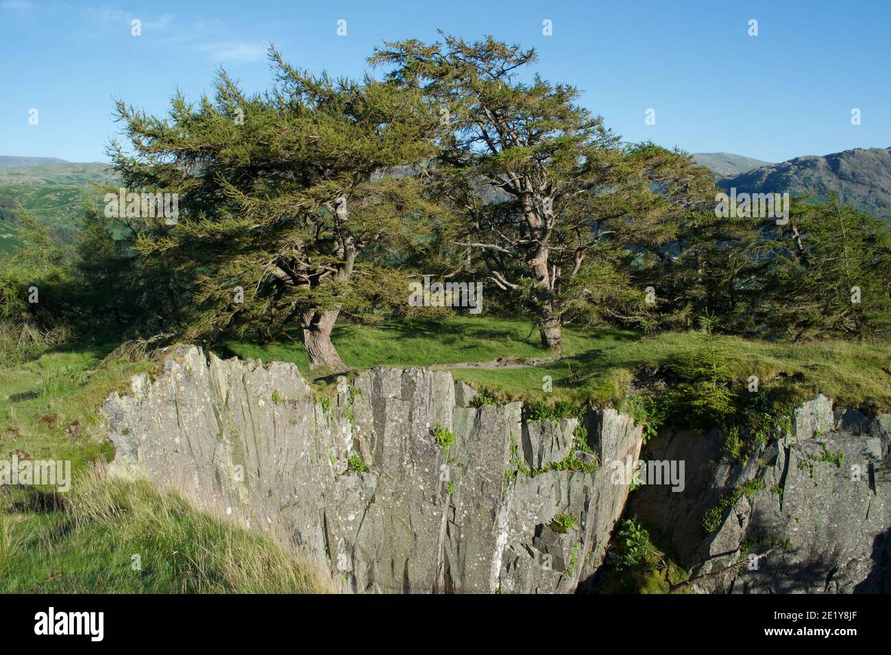 Pinete sulla cima di una scogliera di pietra sopra una vecchia cava; erba verde, ripide pendii e montagne sullo sfondo (English Lake District, UK) Foto Stock