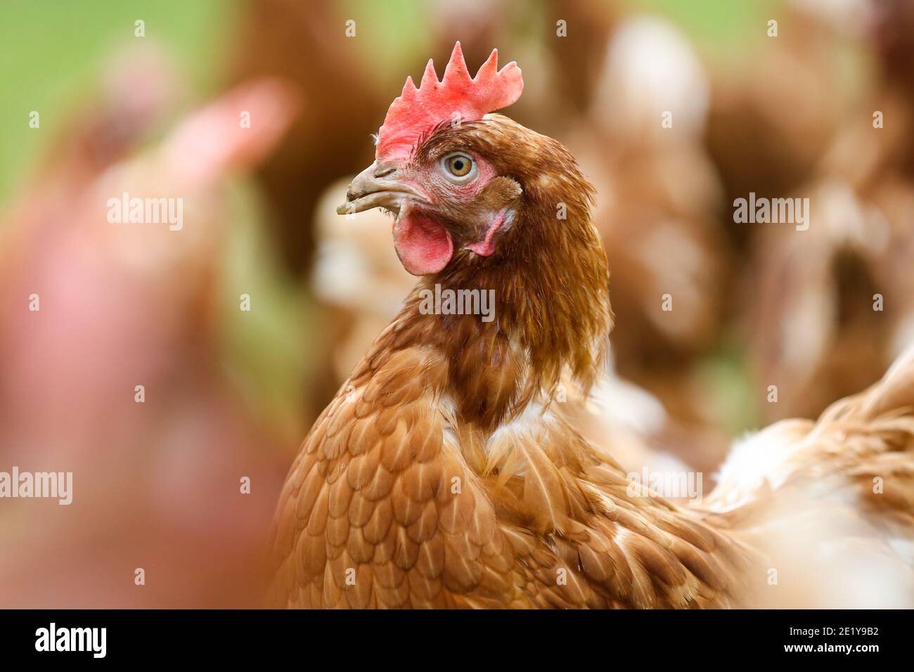 Una gallina che posa in campo libero in una fattoria britannica nel Leicestershire, Regno Unito. Foto Stock