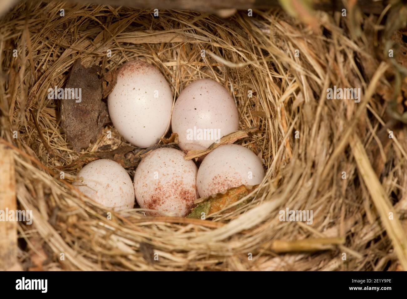 Uova di Warbler con facce rosse nel nido, cardellina rubrifrons. Foto Stock