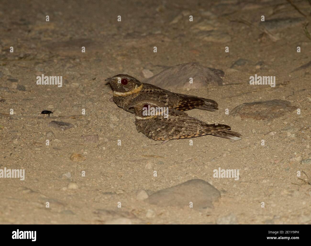 Nightjars a terra, Antrostomus ridgwayi. Foto Stock