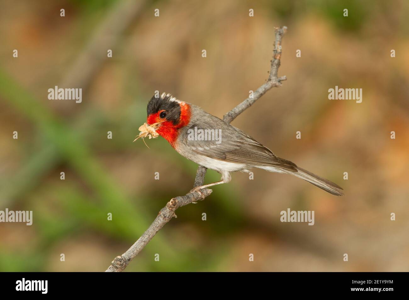 Warbler rosso, cardellina rubrifrons, con falena in becco. Foto Stock