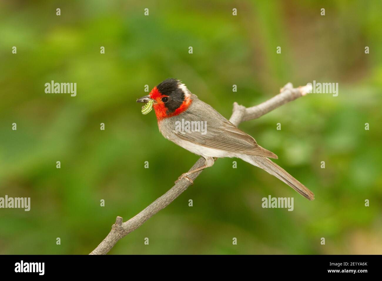 Warbler rosso, cardellina rubrifrons, con larva di falma in becco. Foto Stock