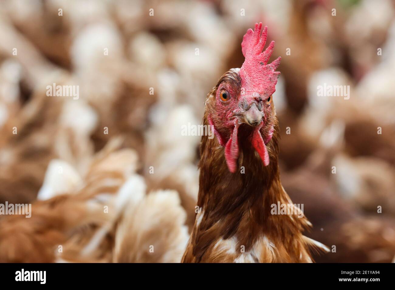 Una gallina che si trova su una fattoria britannica nel Regno Unito. Foto Stock