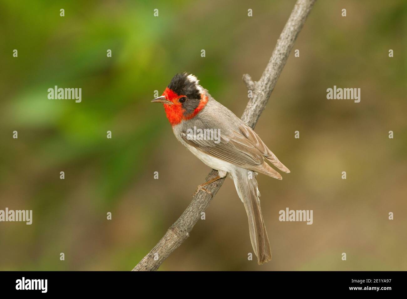 Warbler rosso, cardellina rubbrifrons, arroccato sul ramoscello. Foto Stock