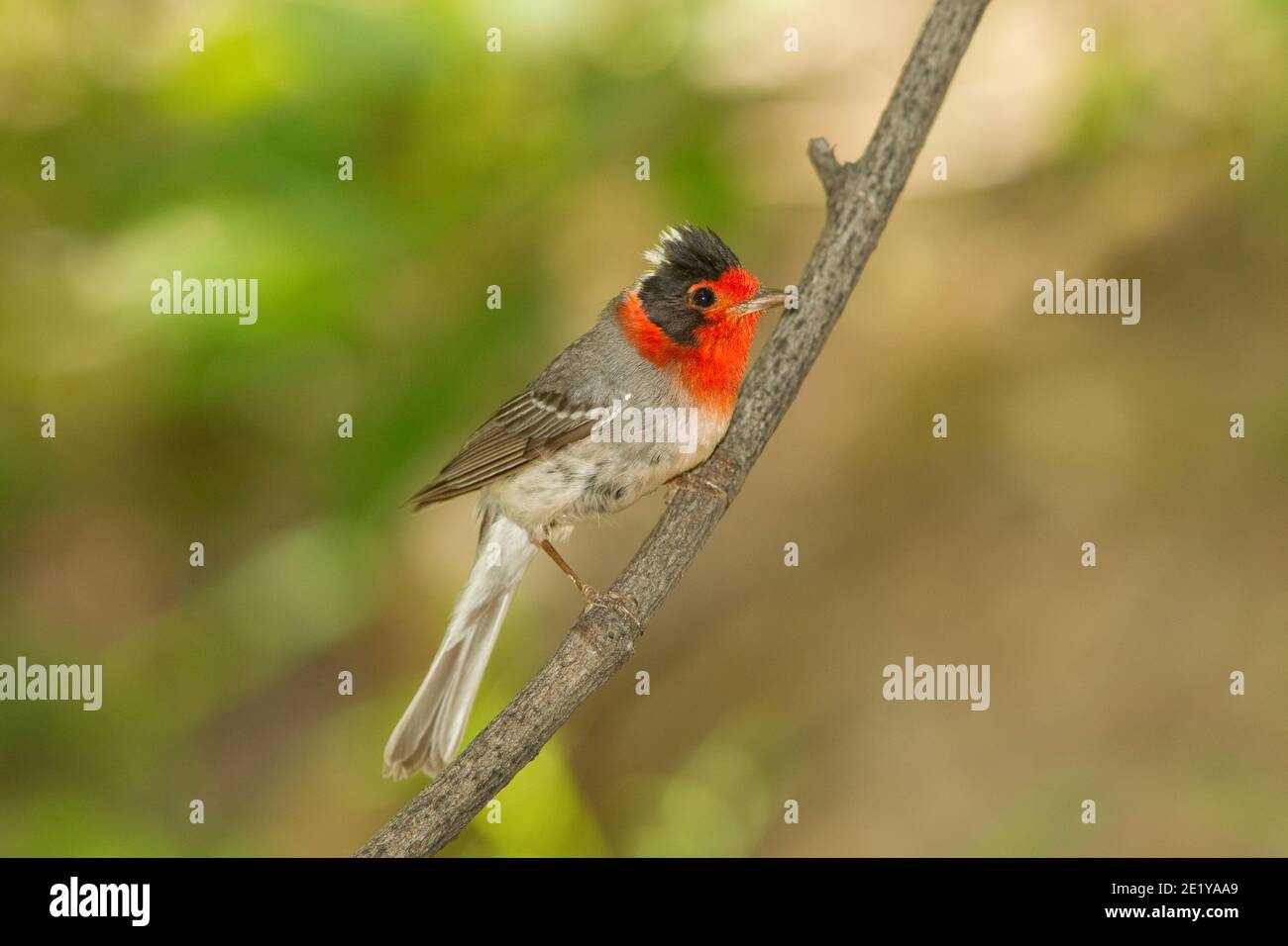 Warbler rosso, cardellina rubbrifrons, arroccato sul ramoscello. Foto Stock