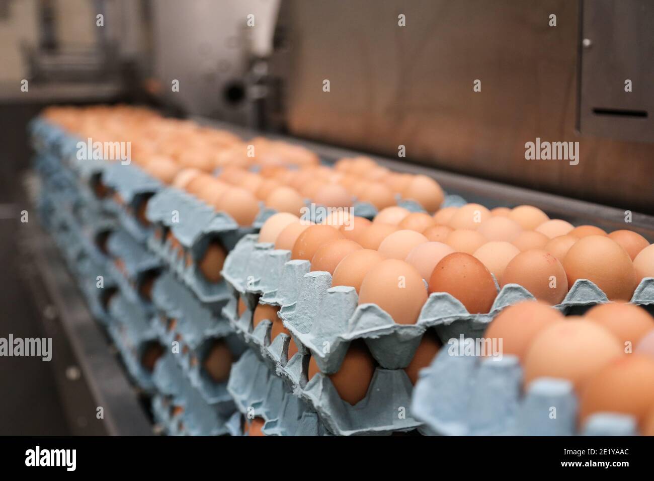 Uova di gamma libera in un centro di imballaggio in una fattoria britannica in Leicestershire, Regno Unito. Foto Stock