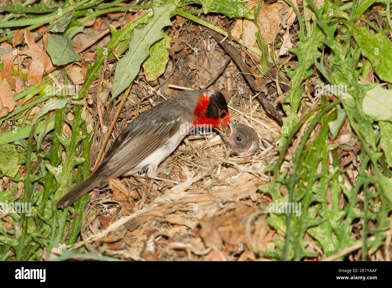 Warbler a faccia rossa, cardellina rubrifrons, nestlings di alimentazione. Foto Stock